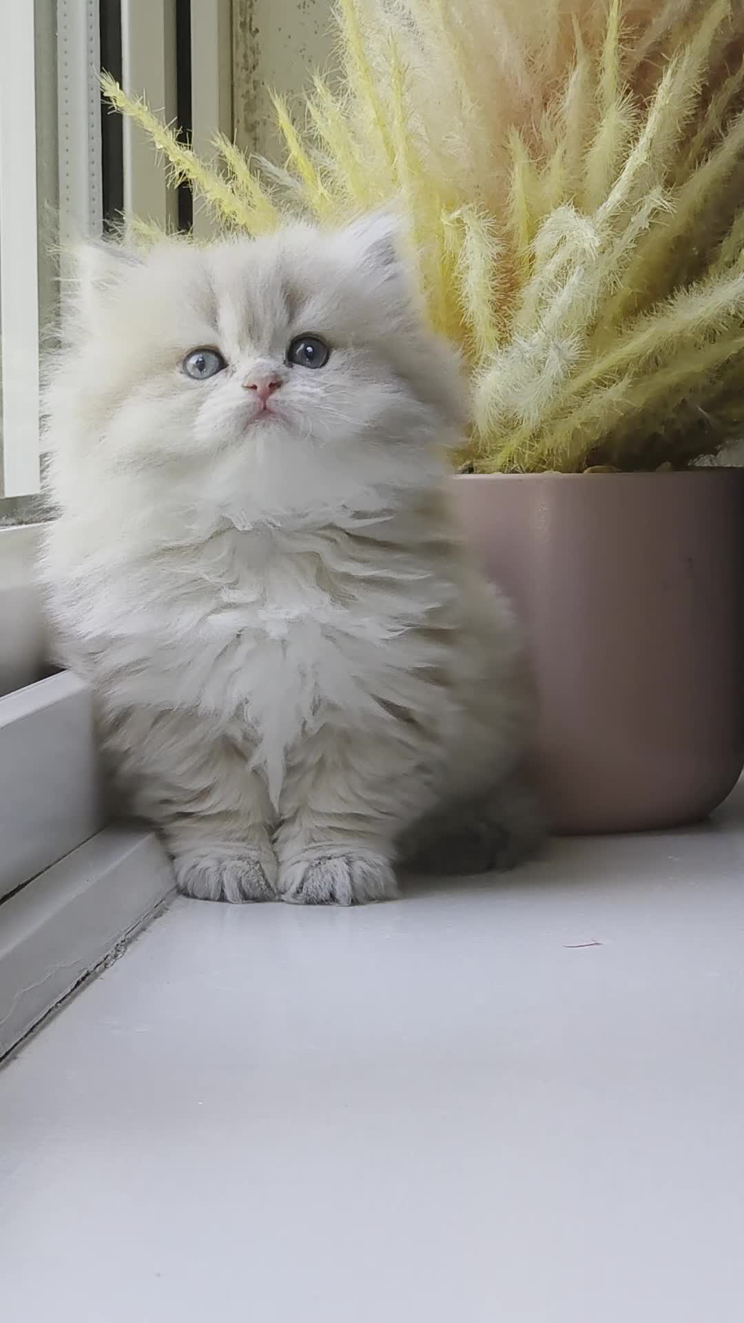 British Shorthair cats for sale: Rare stunning GCCF Golden British Shorthair Kitten - Video 1
