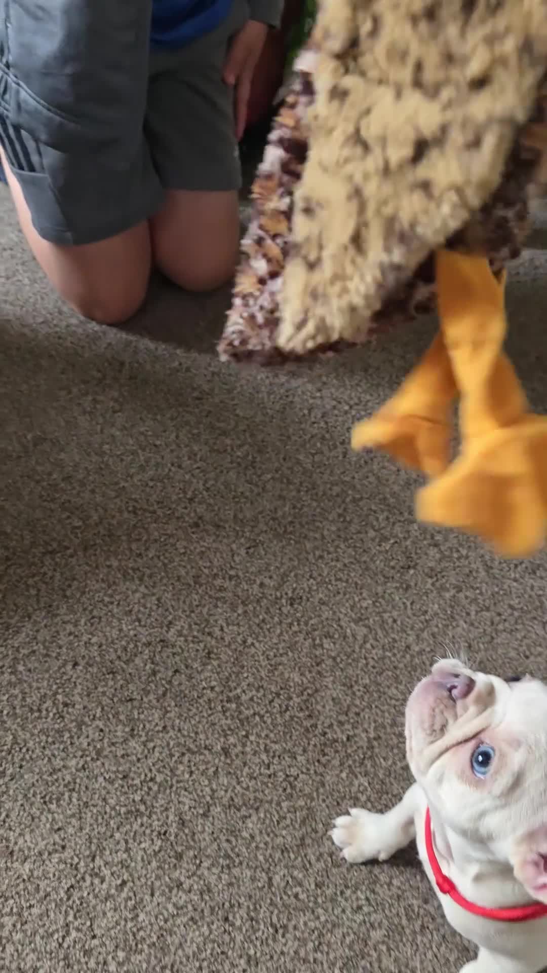 French Bulldog dogs for sale: French bulldog puppies  - Video 2