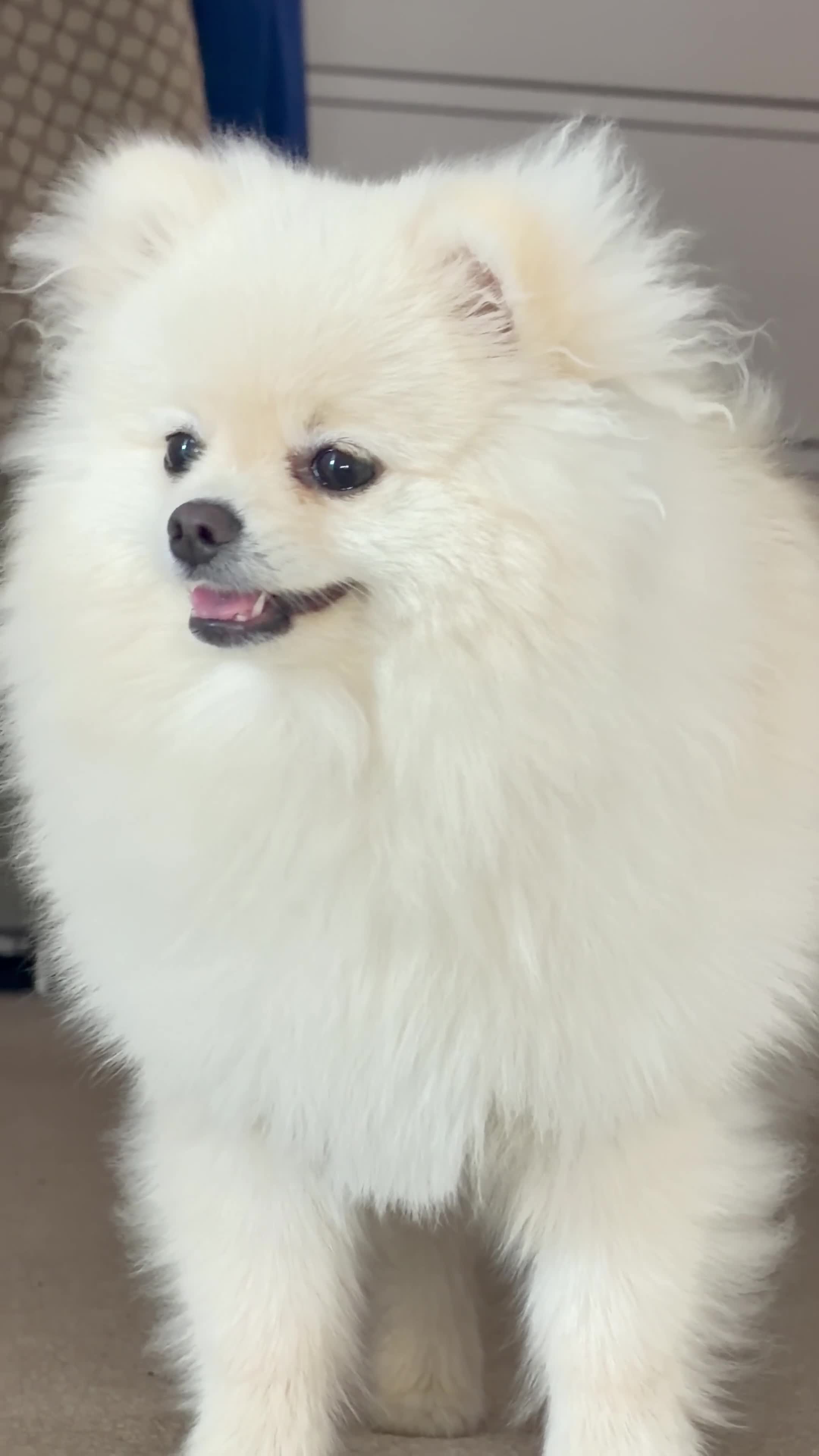 Pomeranian dogs for sale: Gorgeous Teddy Bear boy  - Video 1