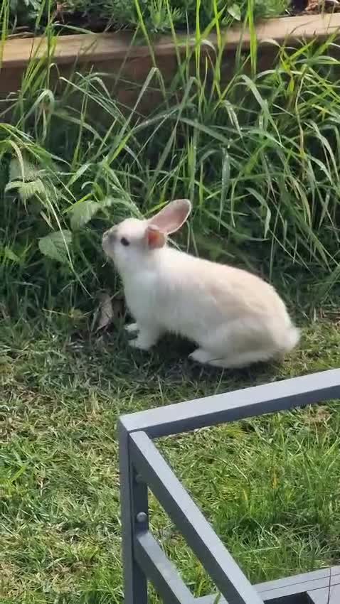 Mini Lop rabbits for sale: Adorable boy Rabbit Looking for a New Home 🏡 - Video 1