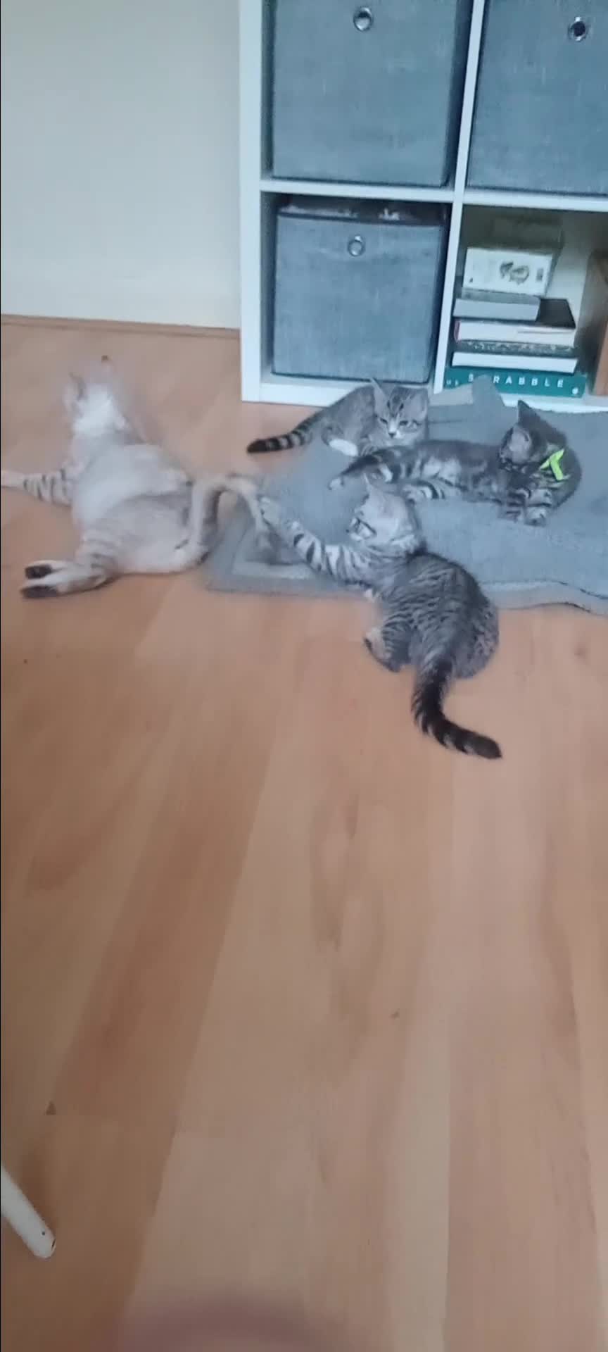 British Shorthair cats for sale: Beautiful Silver Spotted and Silver Tabby kittens. - Video 1