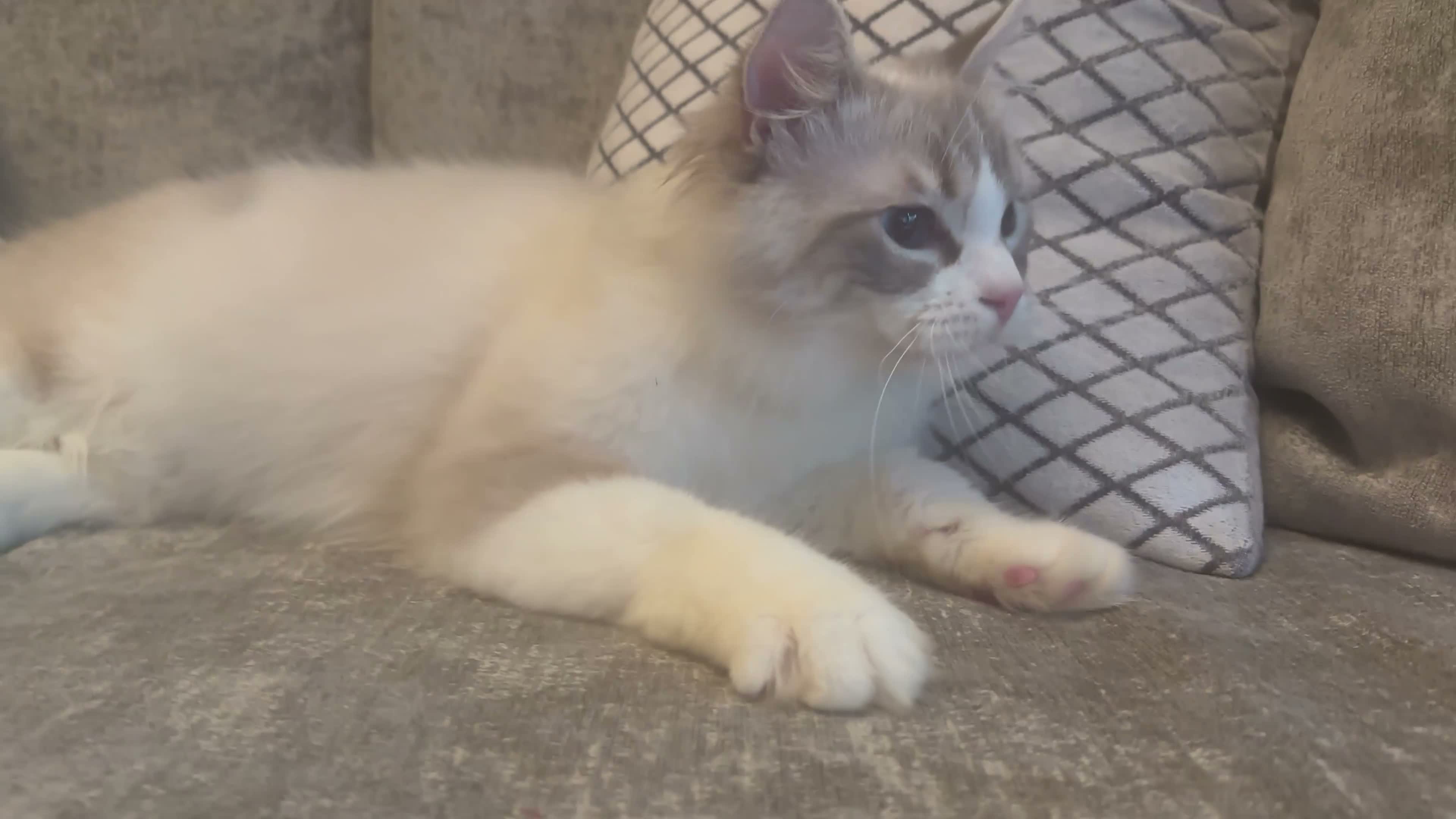 Ragdoll cats for sale: BEAUTIFUL BLUE TABBY BI/C BOY.  - Video 1