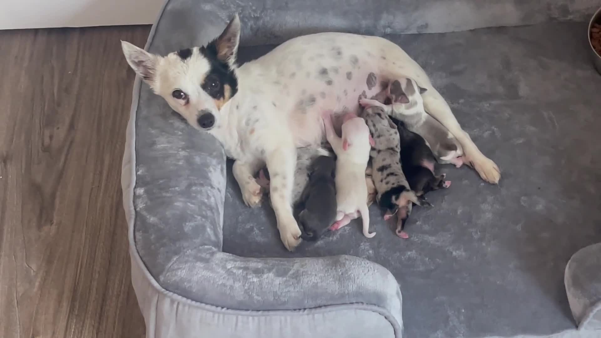 Chihuahua dogs for sale: Stunning Chihuahua puppies for sale in Harrow - Video 1