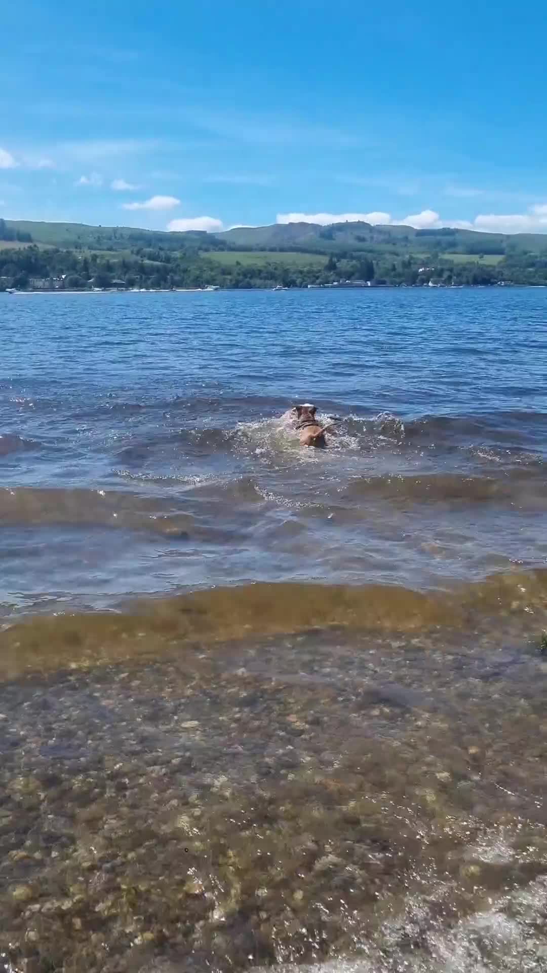 Staffordshire Bull Terrier dogs for stud: Cody - Staffy in Edinburgh - Video 1