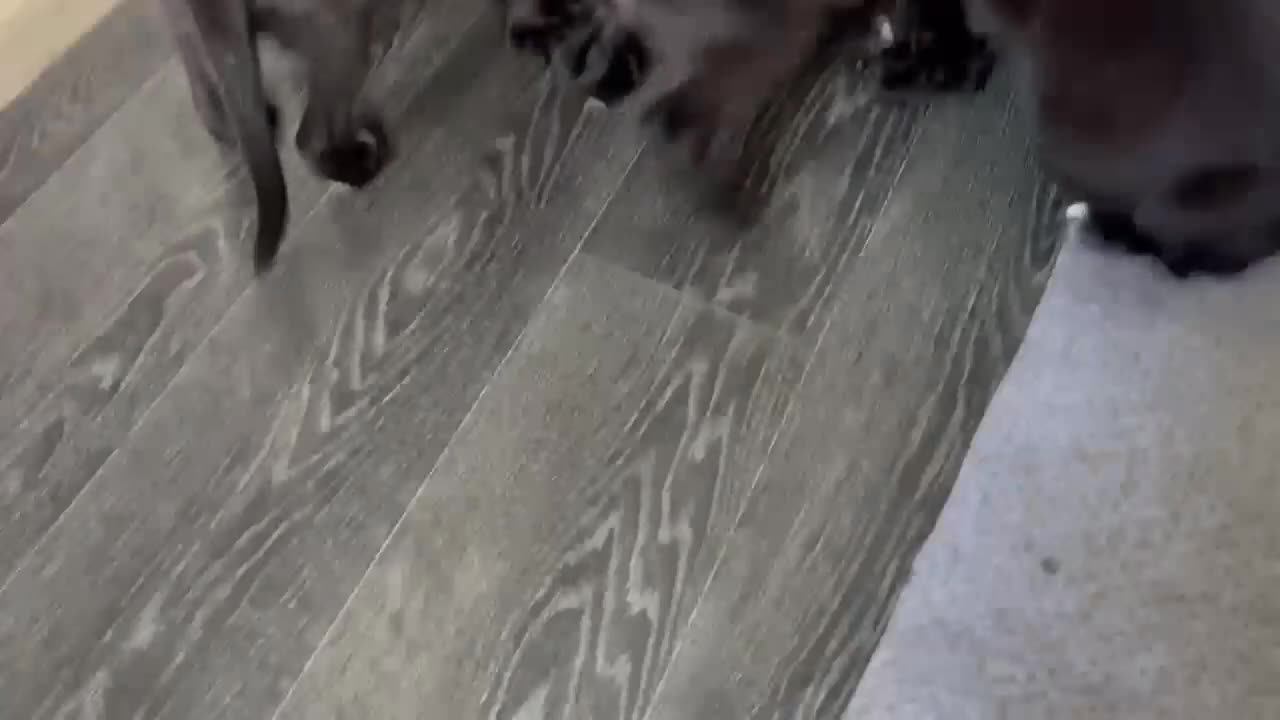 Mixed Breed dogs for sale: Amazing puppies - Video 1