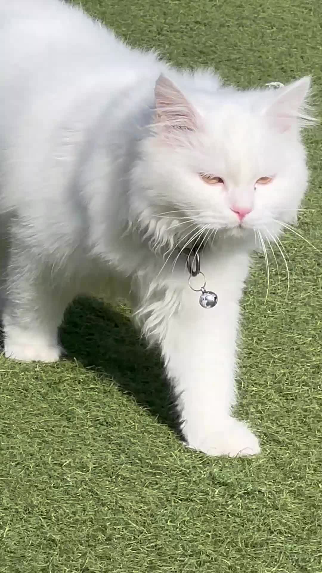 Mixed Breed cats for sale: Mixed Breed White Cat in Grays - Video 1