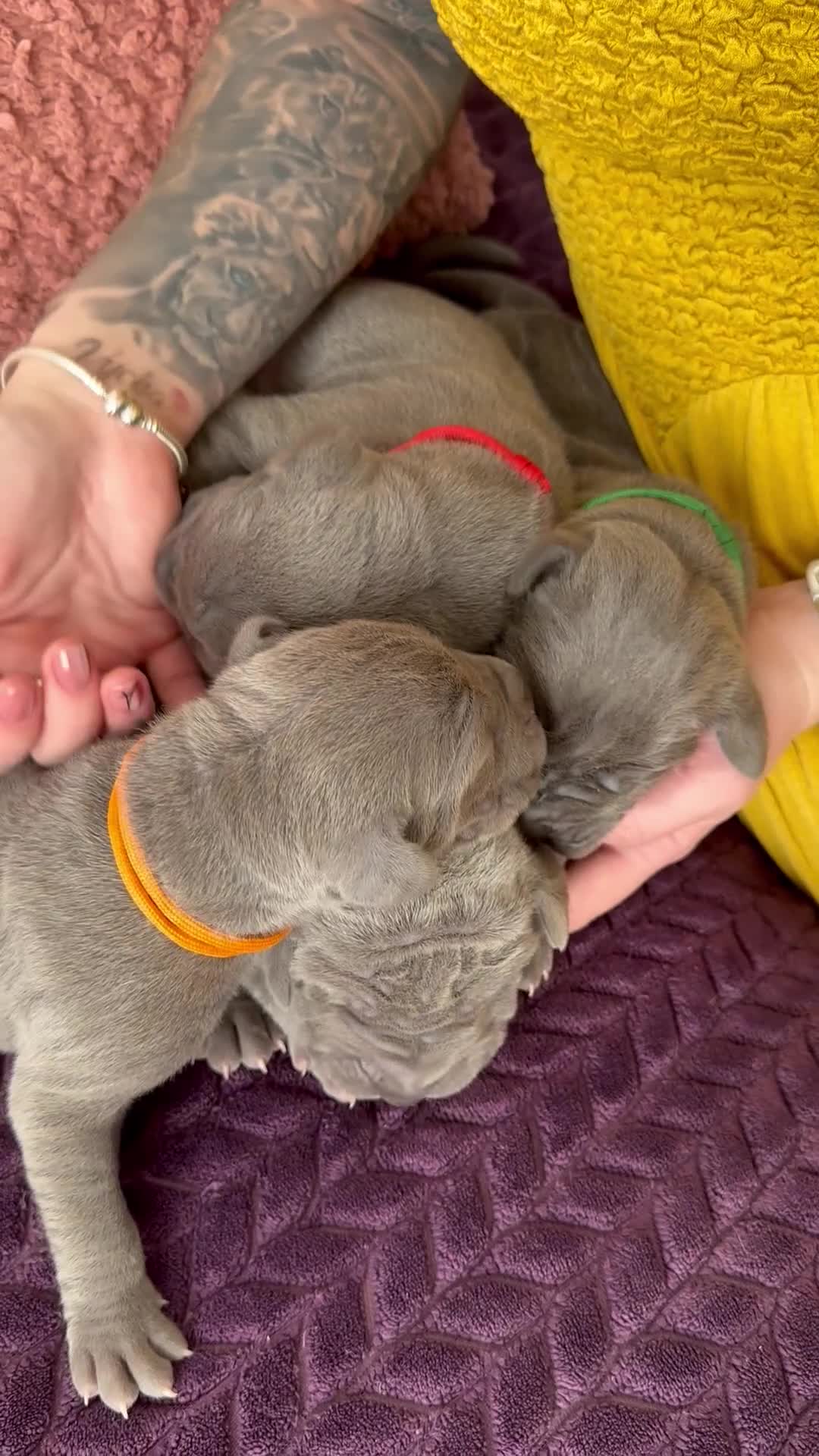 Great Dane dogs for sale: Gorgeous blue KC Great Danes - Video 1