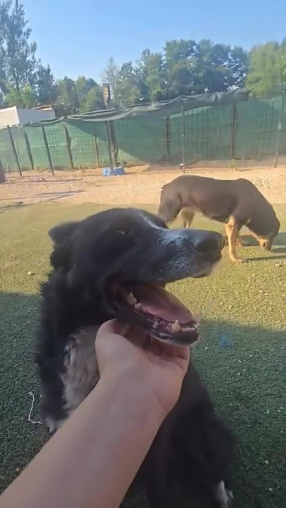 Mixed Breed dogs for adoption: BUCK  - Video 2