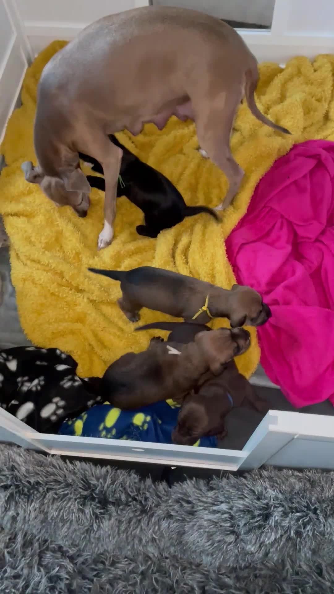 Mixed Breed dogs for sale: Iggypoo pups - the perfect dog - Video 1