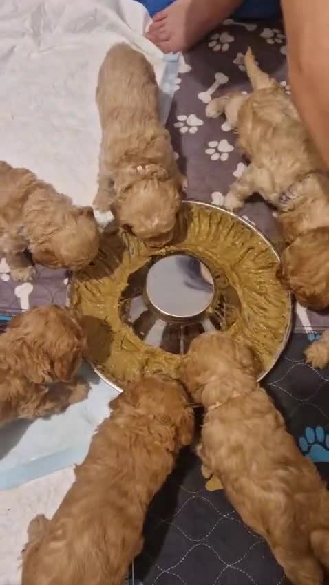 Cavapoo dogs for sale: Cavapoo puppies  - Video 4