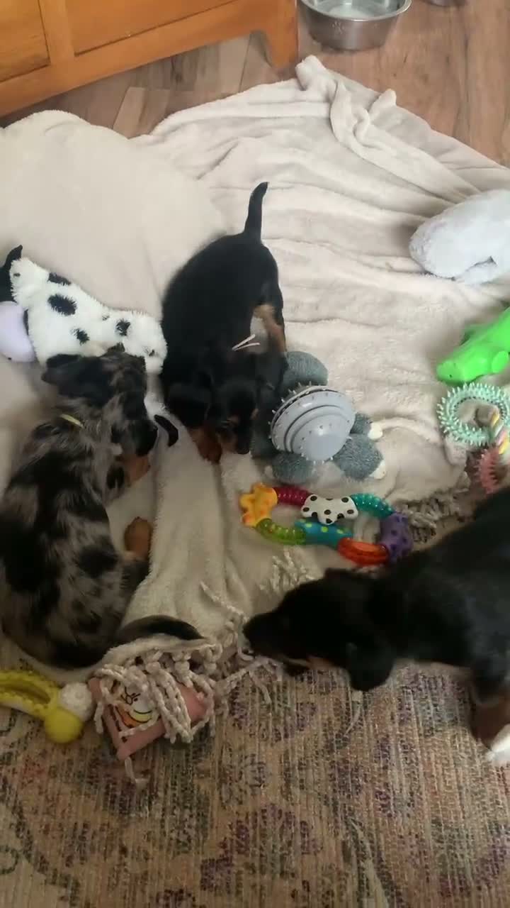 Mixed Breed dogs for sale: Yorkshire terrier x puppies  - Video 1