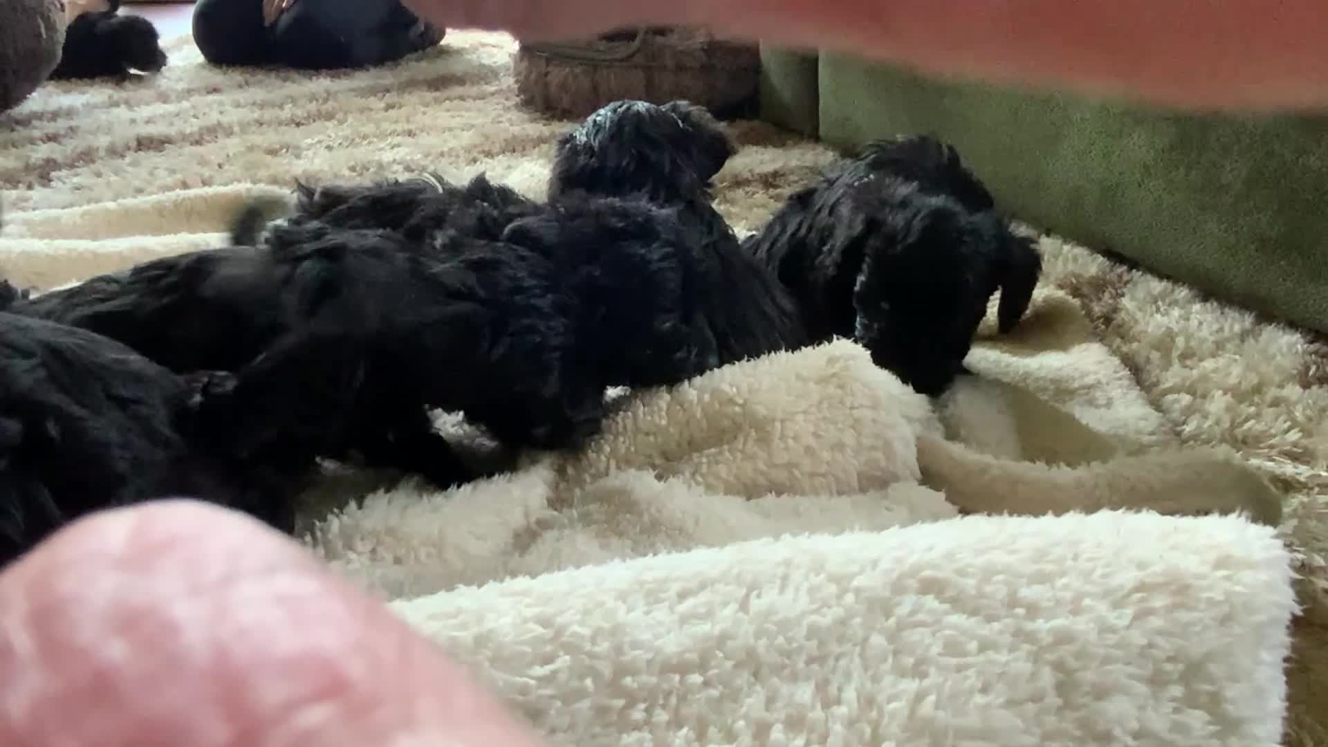 Schnoodle dogs for sale: Stunning miniature Schnoodle puppies - Video 2