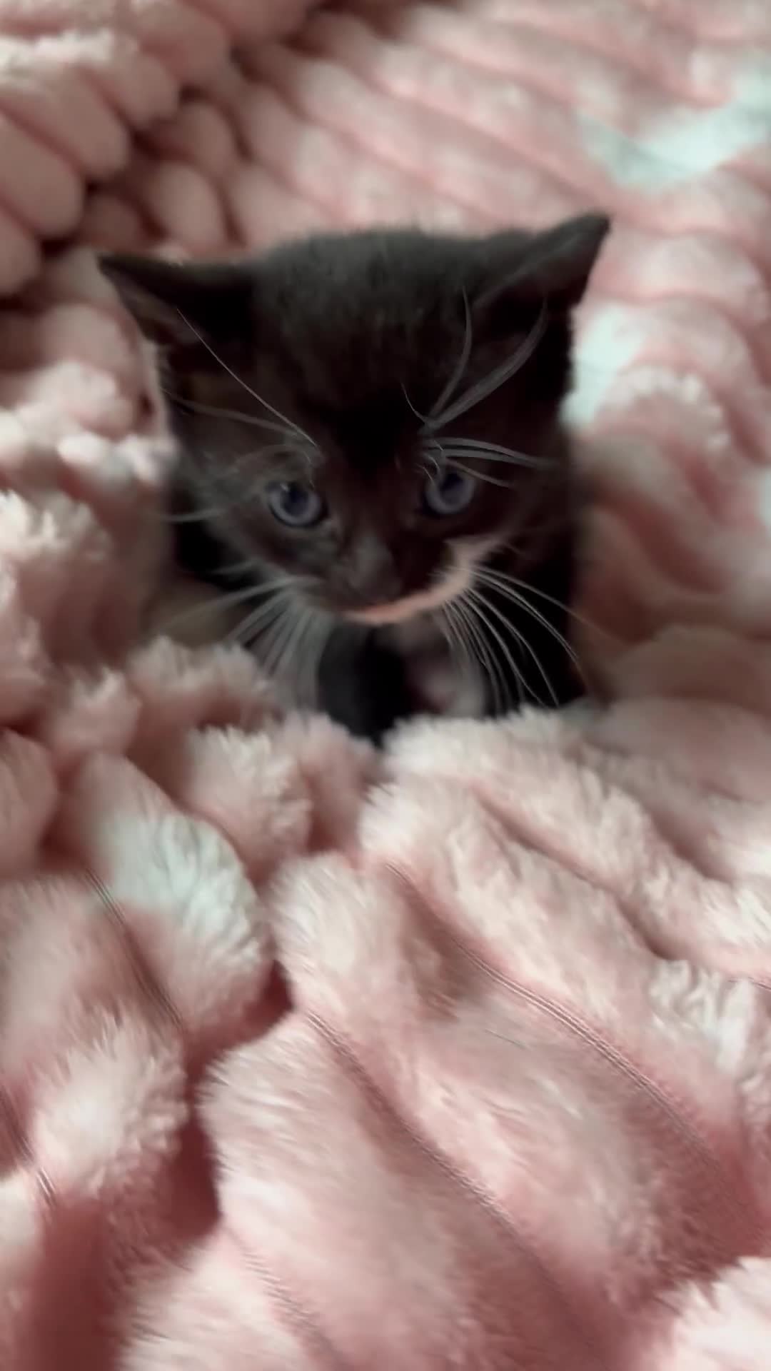 Mixed Breed cats for sale: 3 adorable kittens! Ready in 3 weeks!! 🐈‍⬛🐈‍⬛ - Video 3