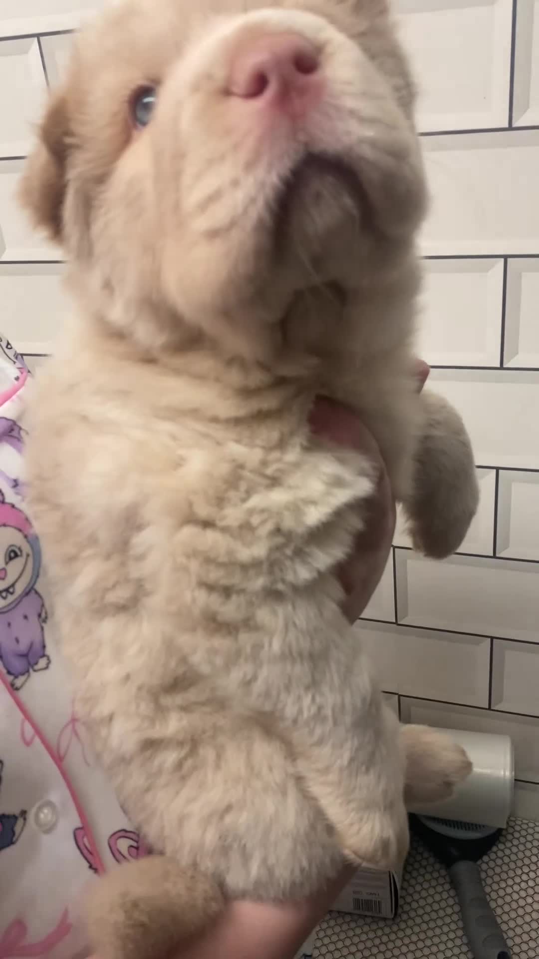 Shar Pei dogs for sale: ✨🐾 Cream Bear Coat Shar Pei Girl Available 🐾✨ - Video 1