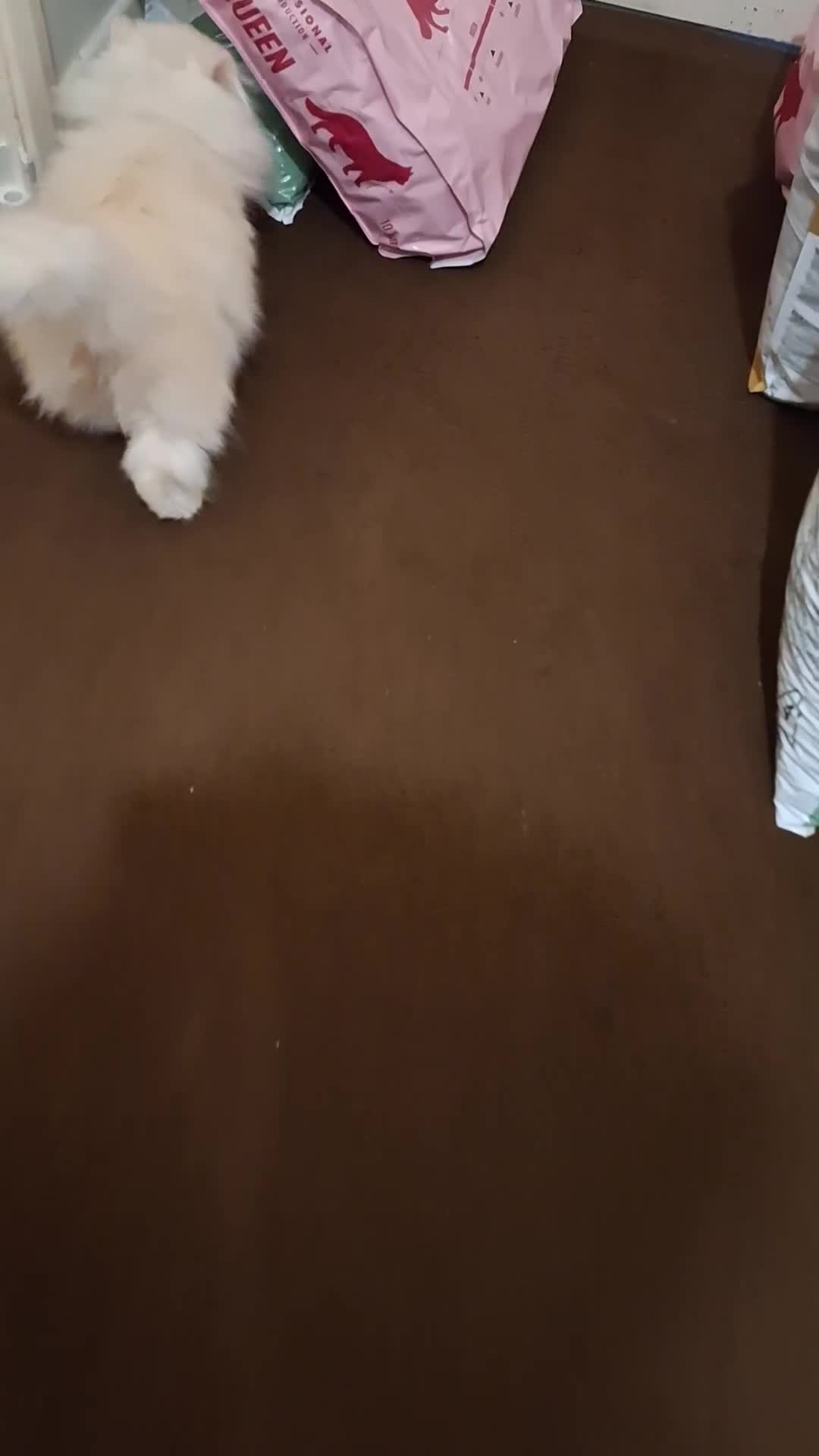 Persian cats for sale: Gorgeous pure bred persian female - Video 1