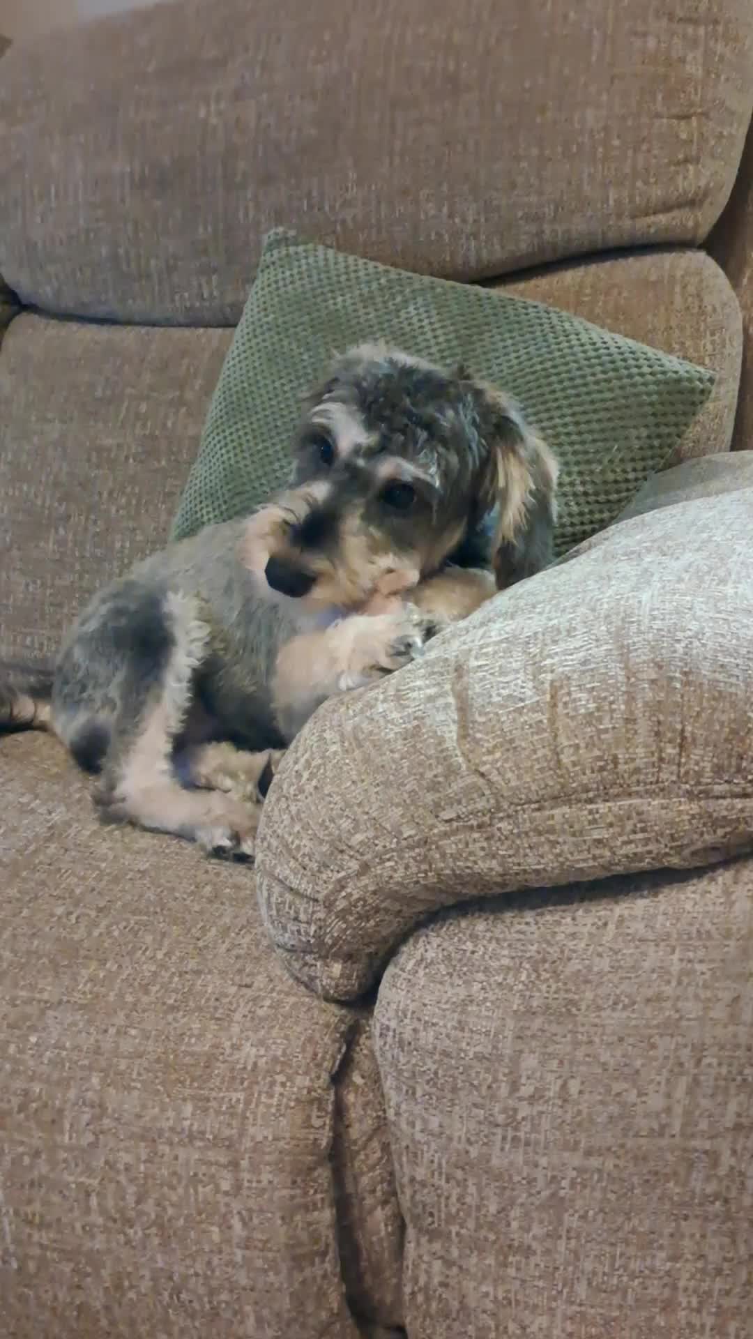 Mixed Breed dogs for sale: Schnoodle  - Video 1