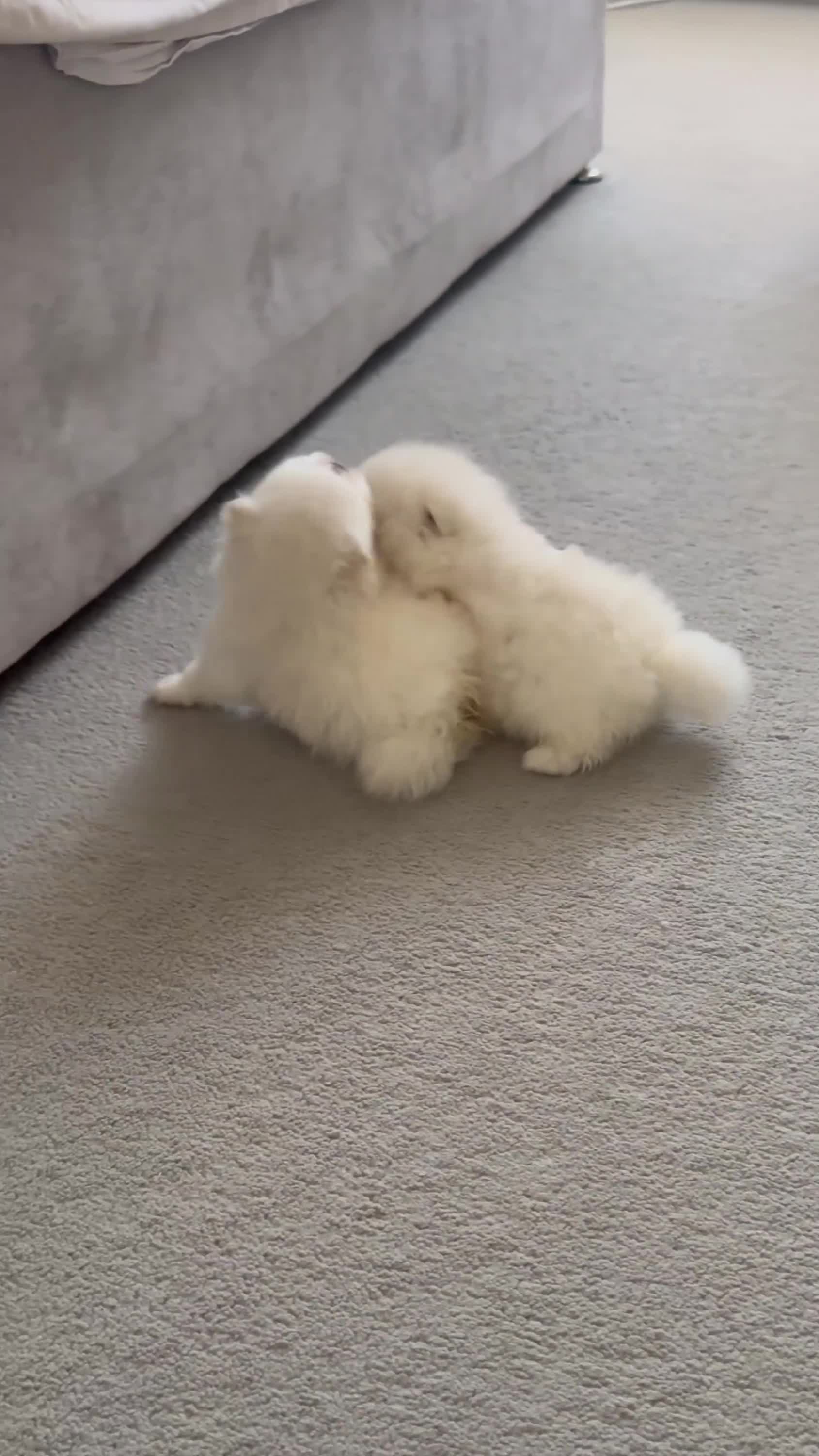 Pomeranian dogs for sale: High quality KC reg puppies from imported lines - Video 1