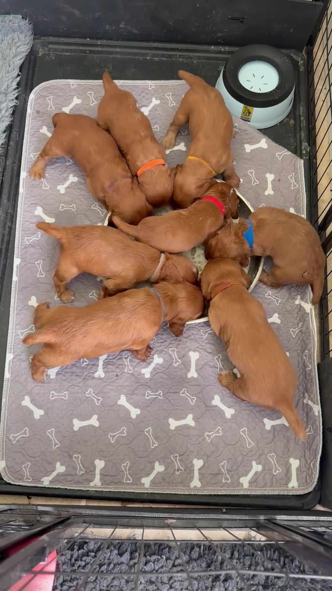 Cocker Spaniel dogs for sale: Two beautiful cocker spaniel pups ready now  - Video 2