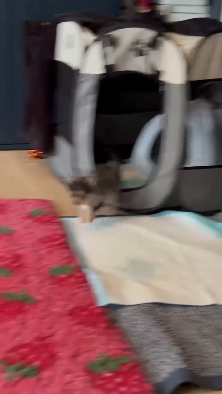 Pomchi dogs for sale: Stunning Pomchi puppies  - Video 2
