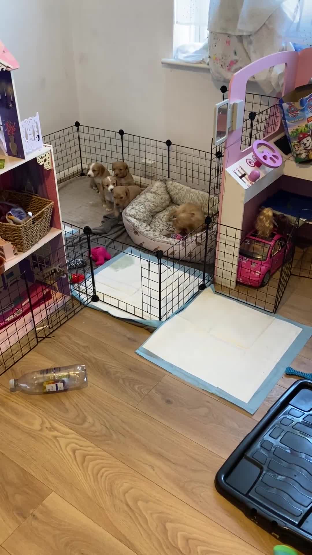 Cockapoo dogs for sale: Beautiful Home-Raised Cockapoo Pups in Worthing - Video 1