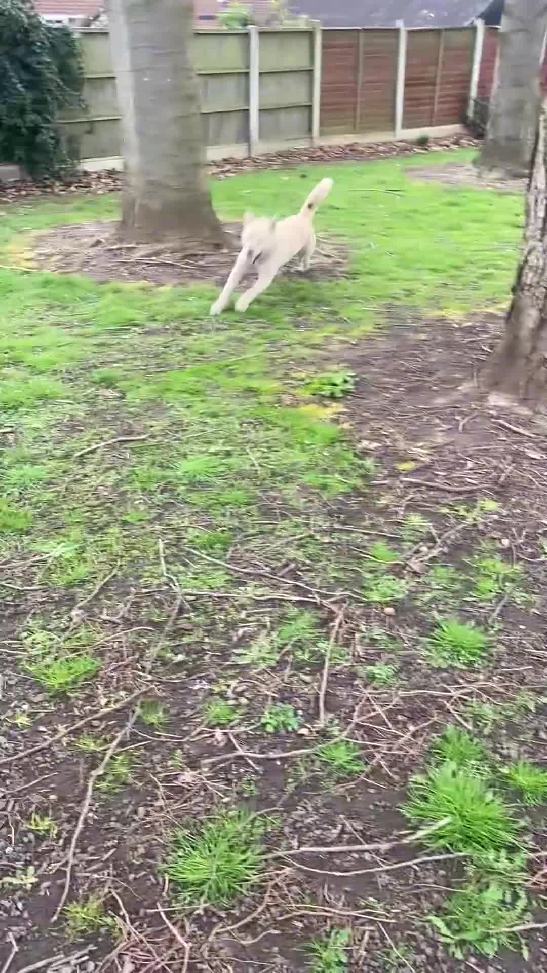 Akita dogs for sale: Akita - Video 1