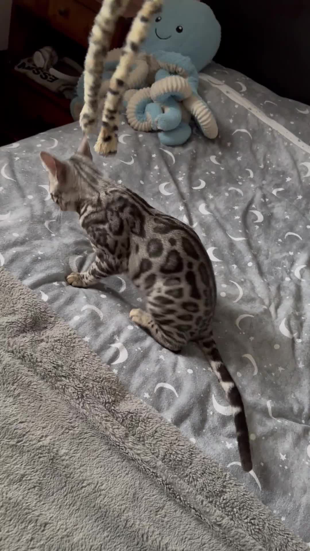 Bengal cats for sale: Silver rosetted Bengal🐆❤️ - Video 2