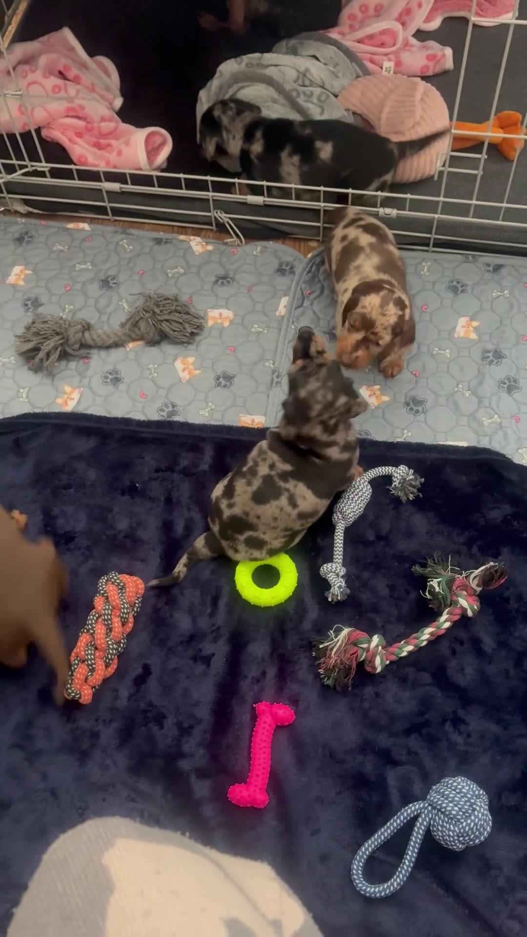 Miniature Dachshund dogs for sale: Venus is a mama to 5! - Video 4