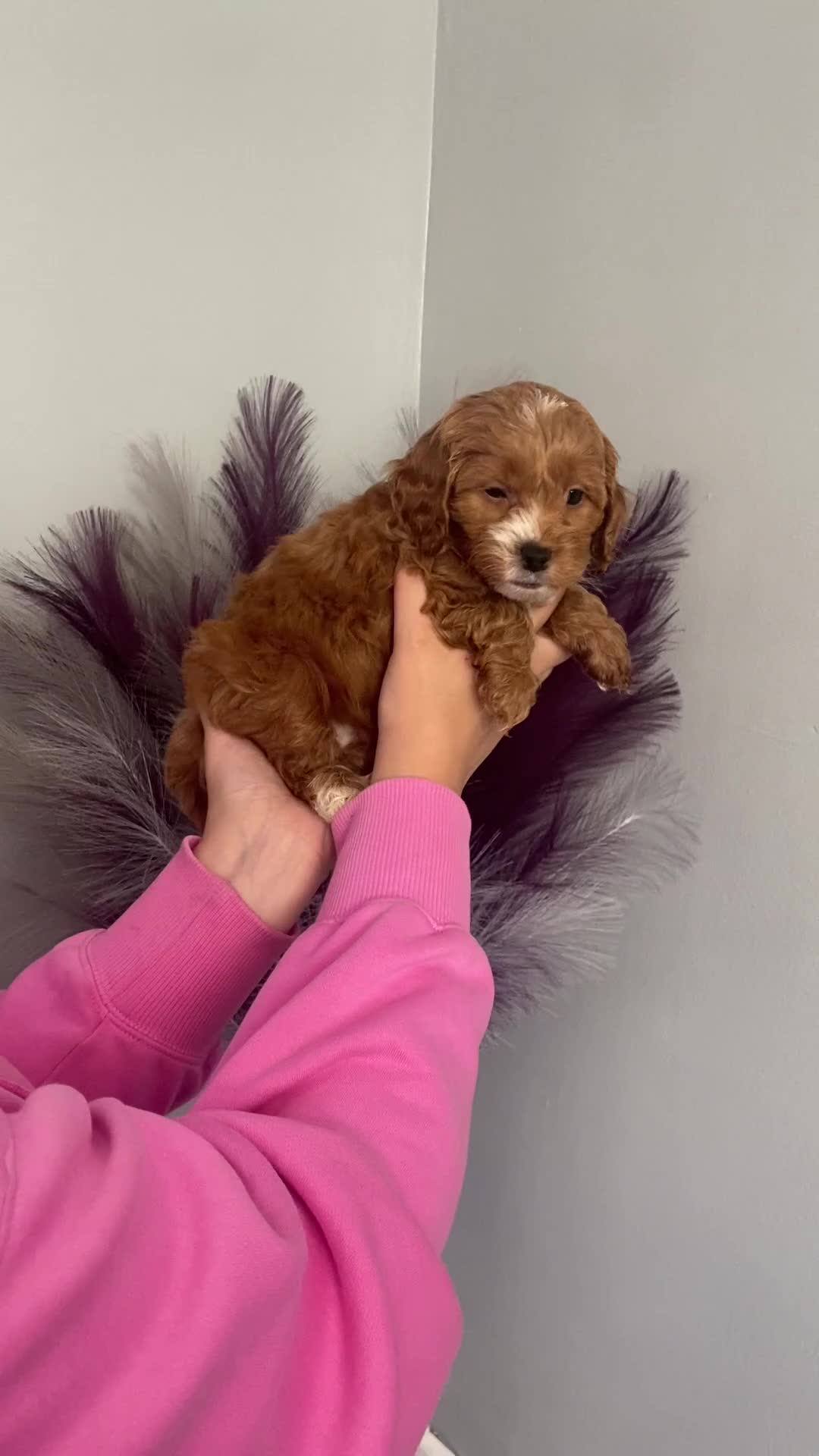 Cavapoo dogs for sale: **Beautiful Cavapoo pups** - Video 4