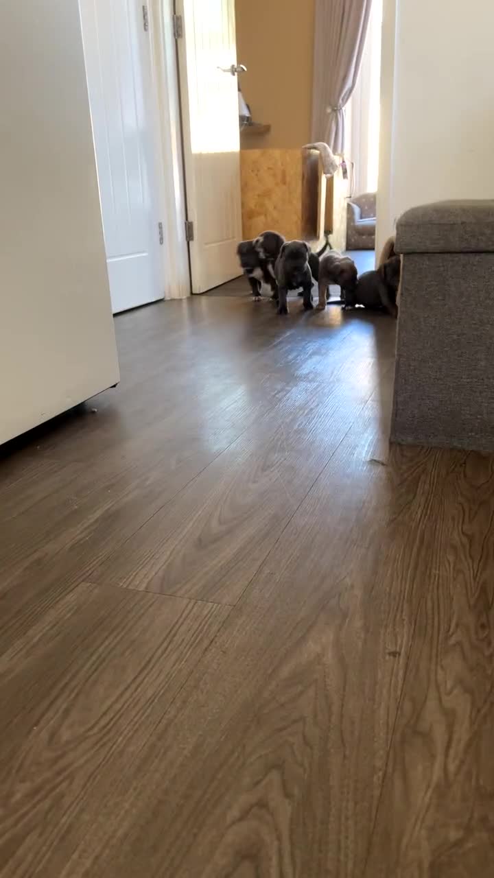 Cane Corso dogs for sale: Purebred Cane Corso puppies  - Video 2