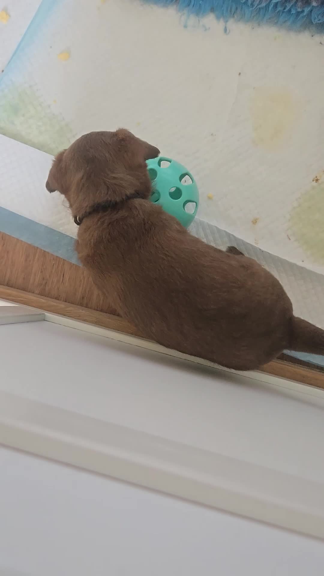 Jackapoo dogs for sale: Jackapoo's  - Video 1
