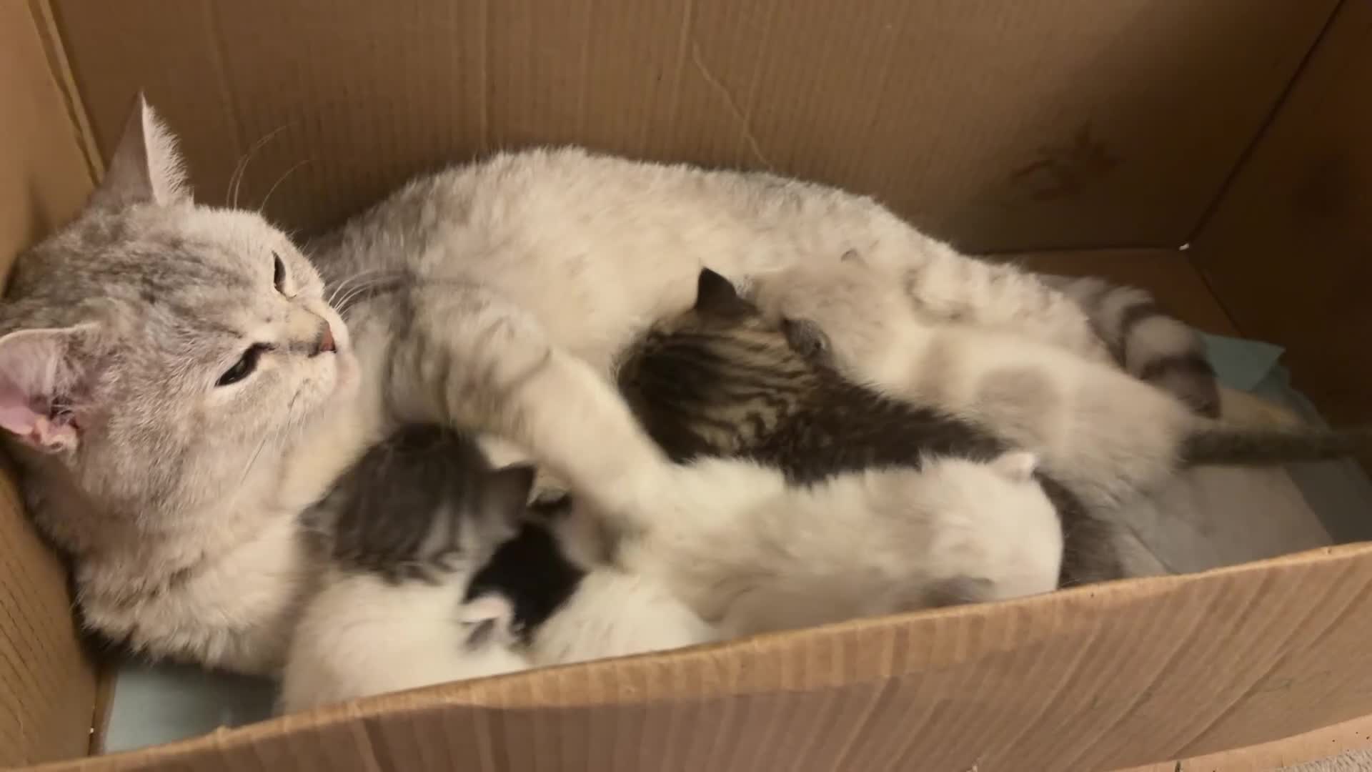 Mixed Breed cats for sale: Mixed breed - Video 1