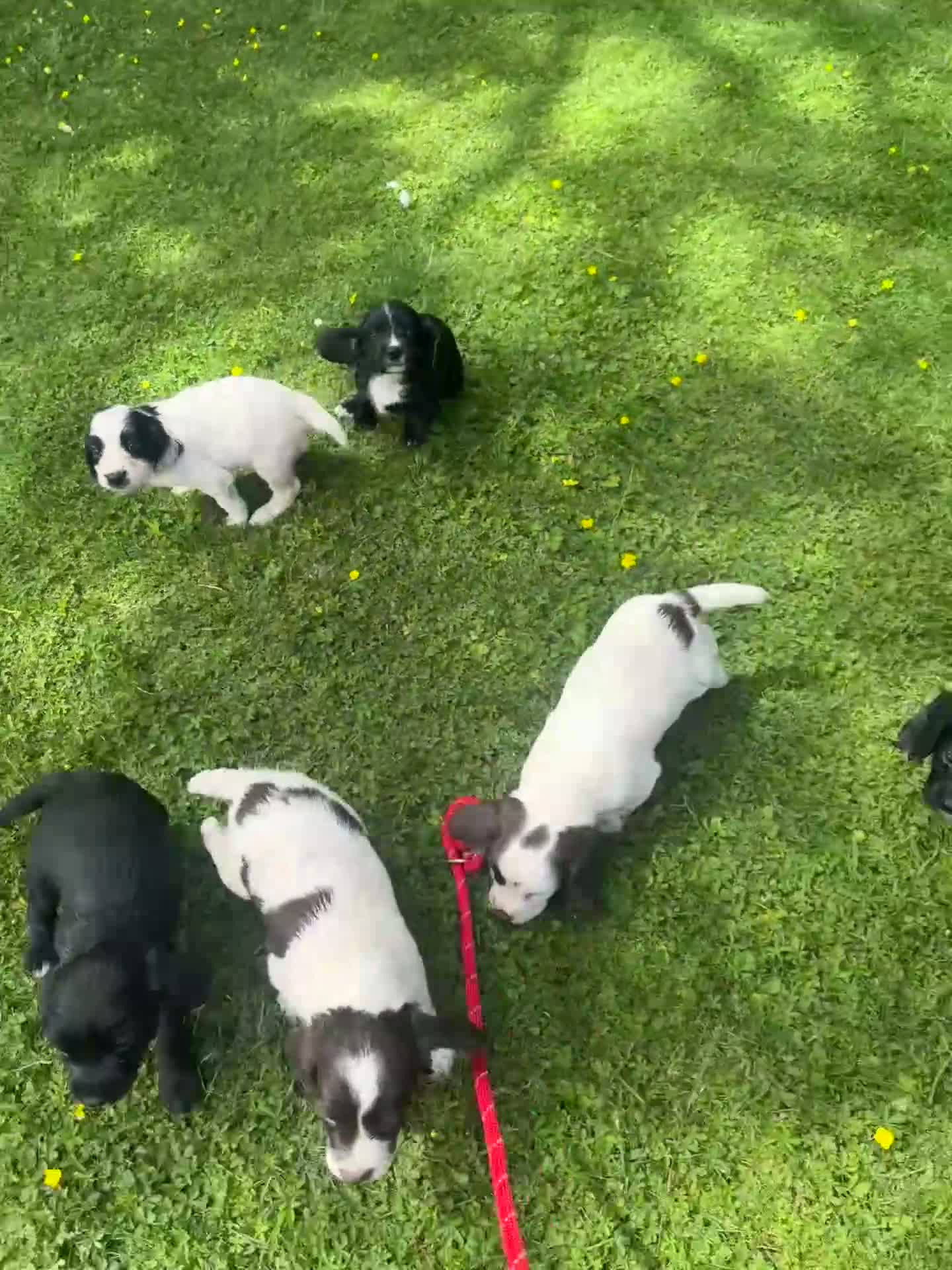 Sprocker dogs for sale: sprocket - Video 1