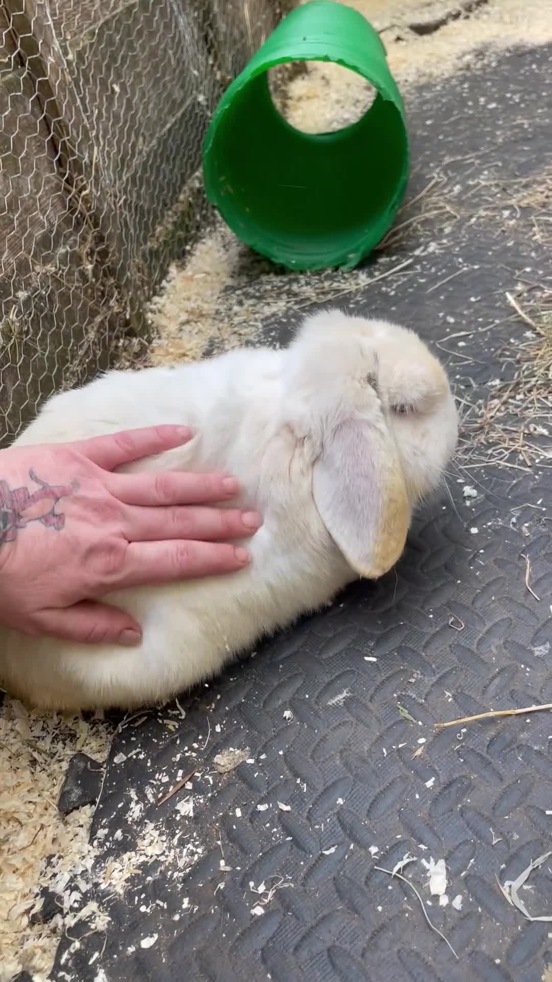 Mini Lop rabbits for sale: Mini lop adult rabbits  - Video 1