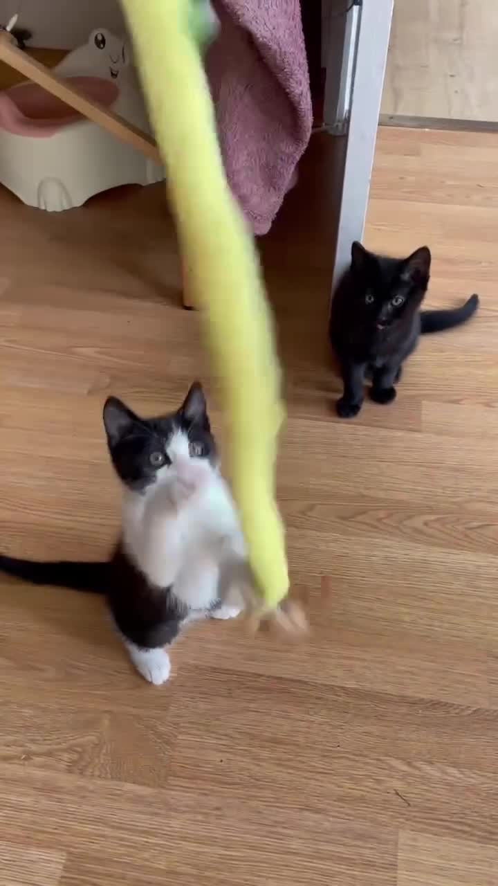 Domestic Shorthair cats for sale: Beautiful fluffy male kittens ready to be rehomed  in Southampton - Video 1