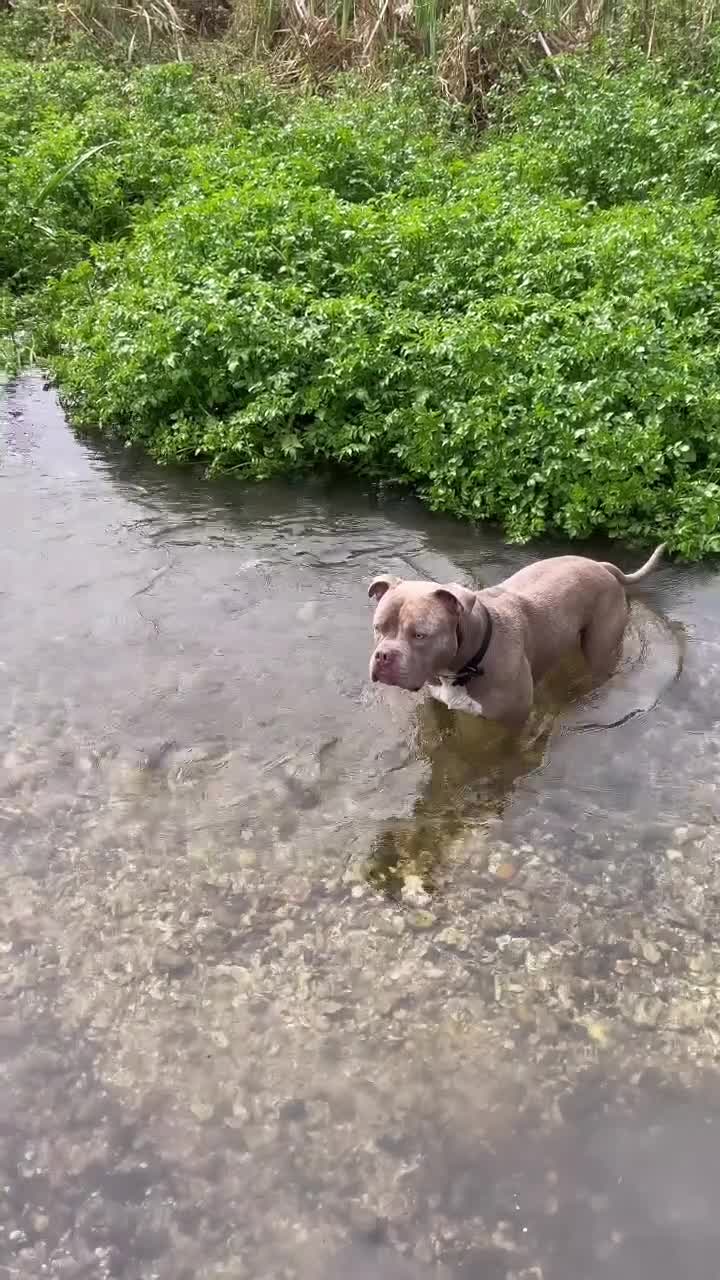 American Bull Staffy dogs for sale: Looking for a Loving Home for My Gentle Giant - Video 1
