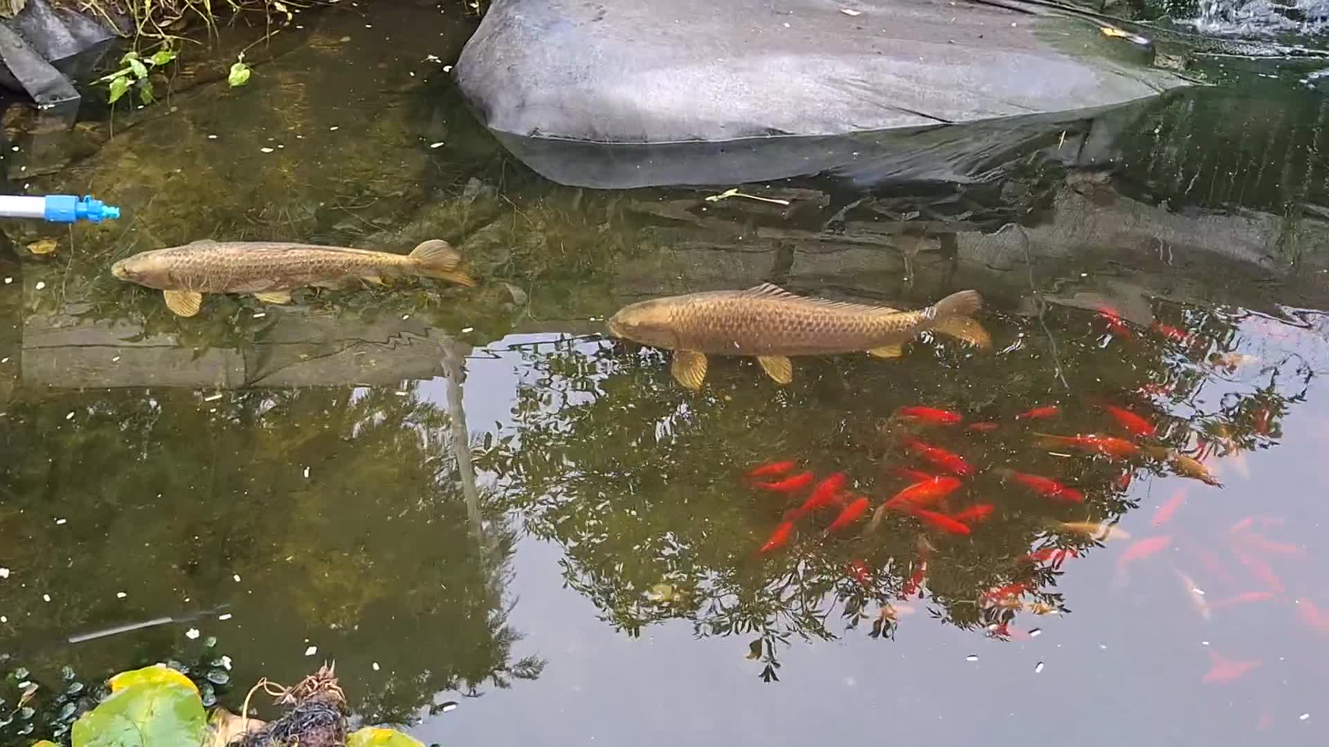 Koi Carp fish for sale: Ghost koi  - Video 1