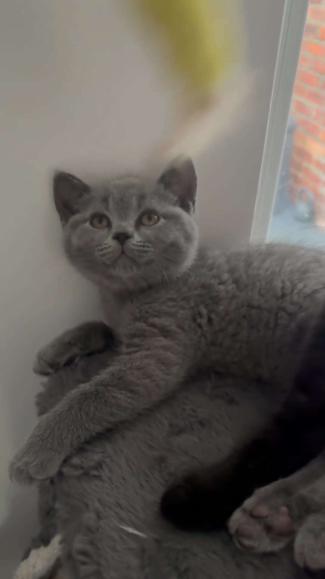 British Shorthair cats for sale: Ready NOW !🫶BLUE FEMALE GIRL GCCF registered 😻  - Video 1
