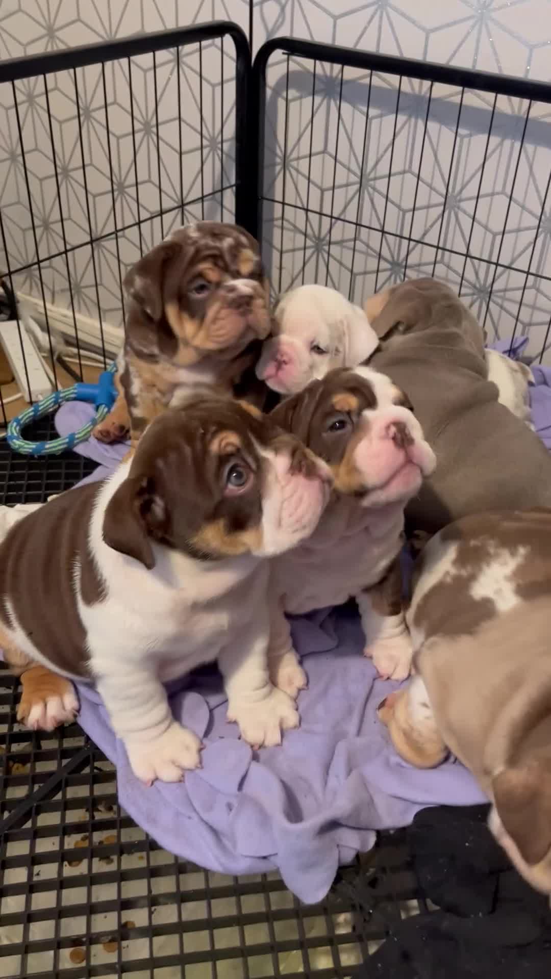 English Bulldog dogs for sale: QC puppies  - Video 3