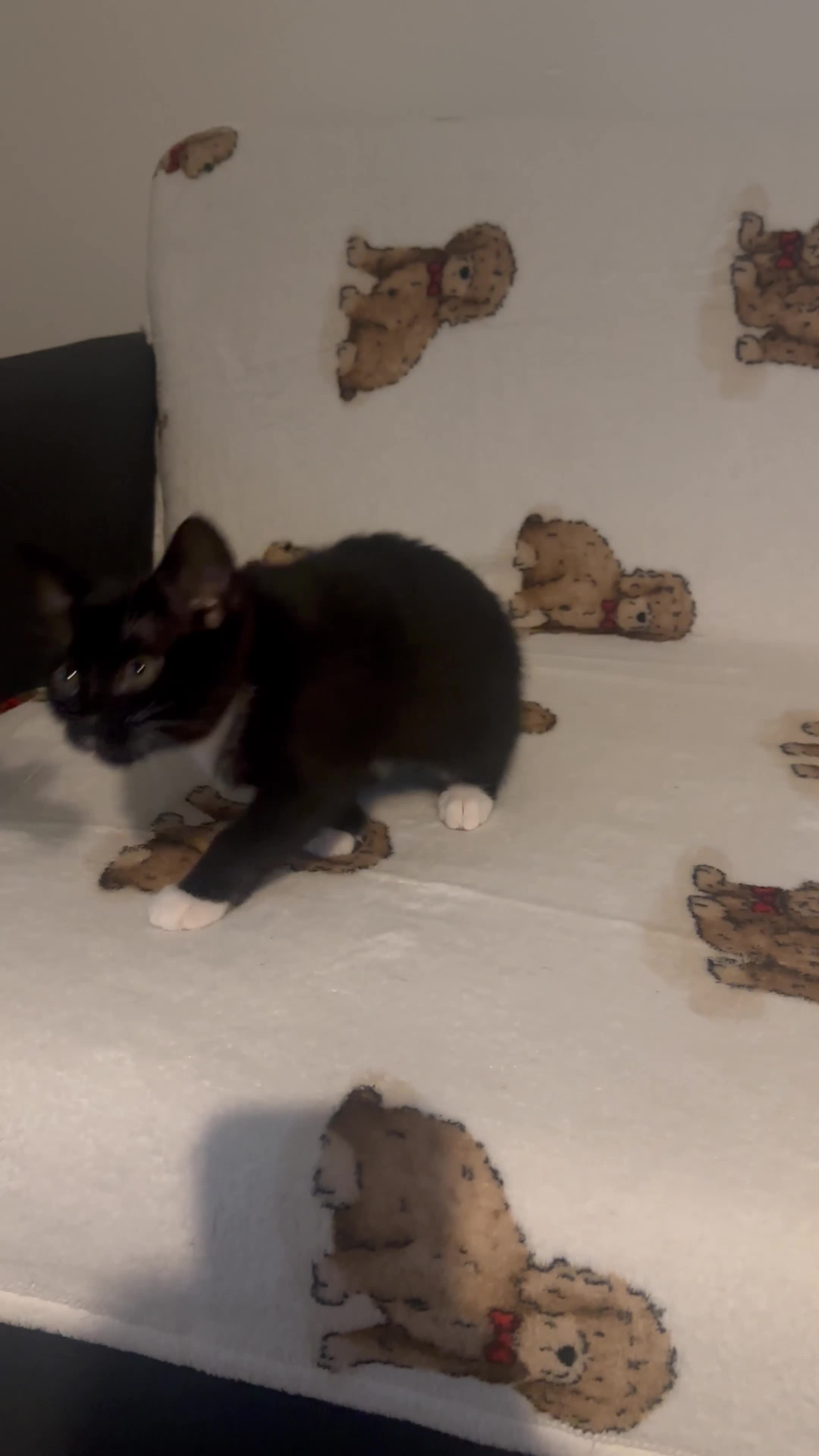 Domestic Shorthair cats for sale: Kittens are looking for family  - Video 1