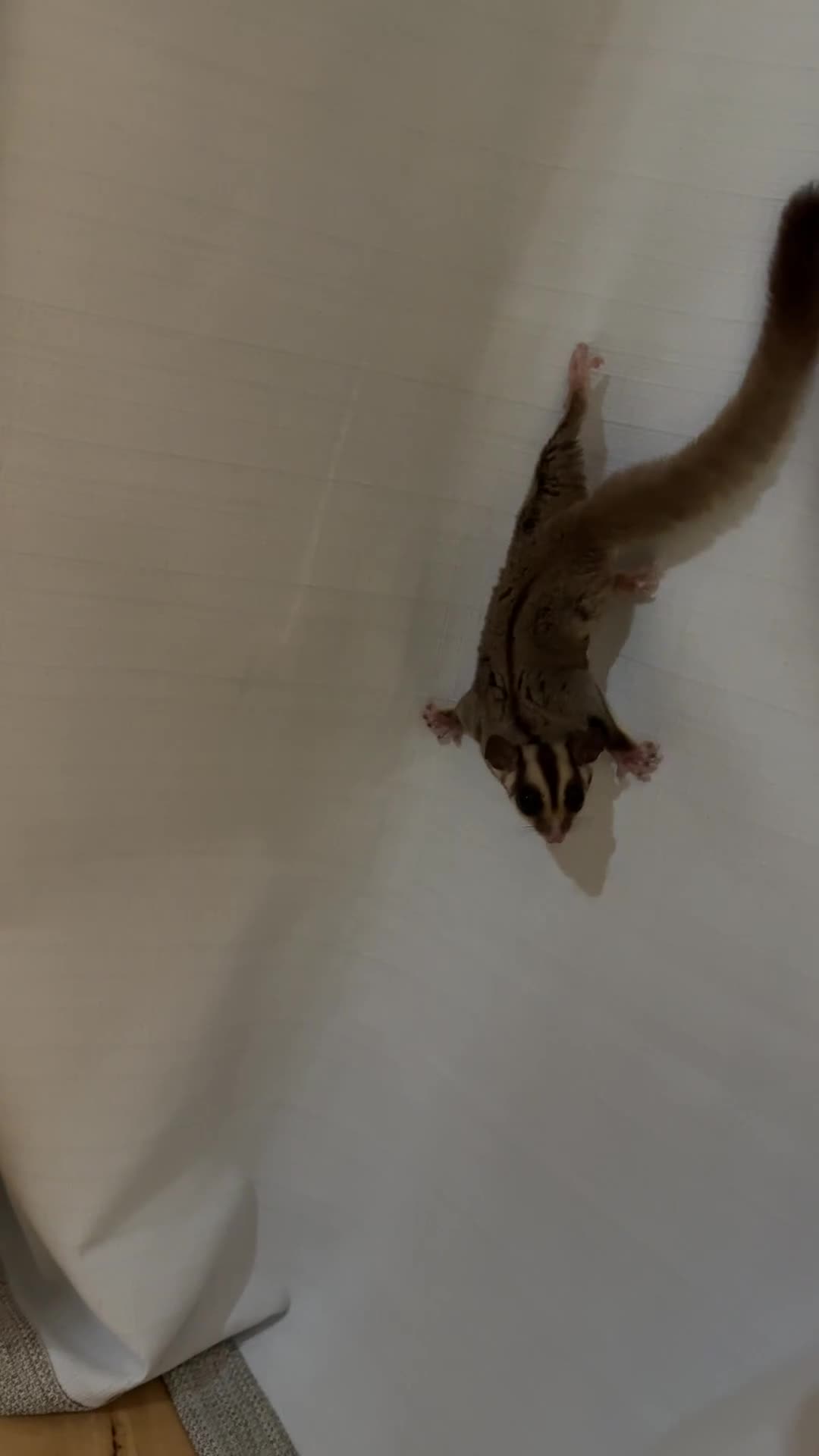 Sugar Glider rodents for sale: Sugar glitter  in Norwich - Video 1