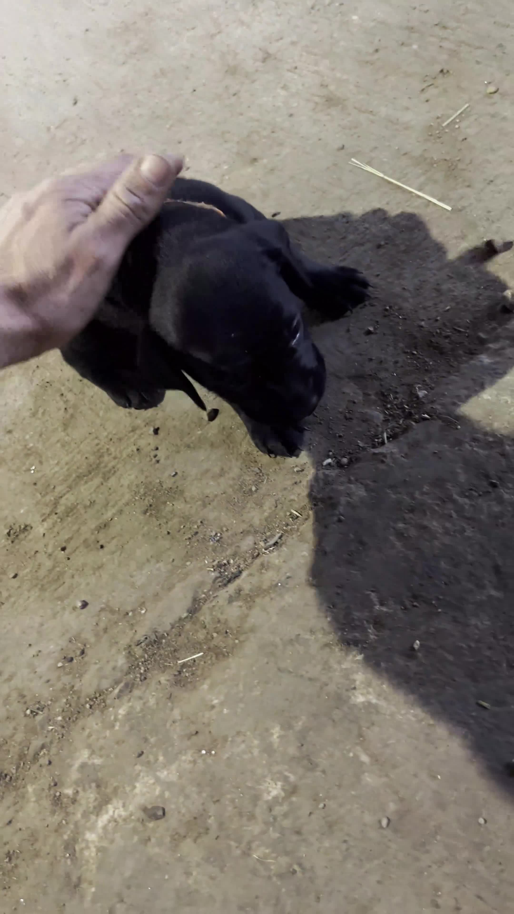 Labrador Retriever dogs for sale: Working Labrador Retriever Puppies - Video 2
