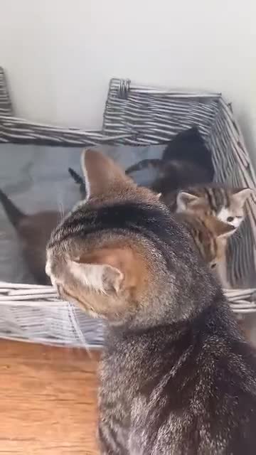Domestic Shorthair cats for sale: 4 kittens, short haired - Video 3