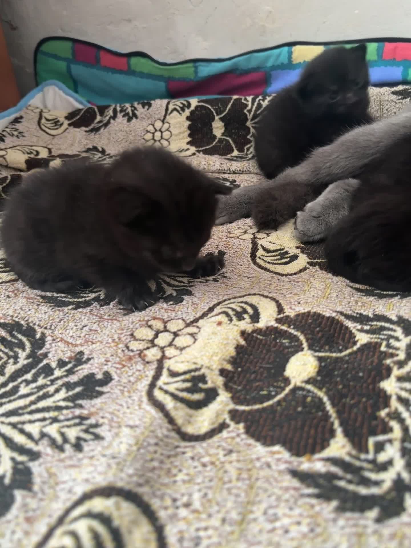 Mixed Breed cats for sale: Kittens for sale  - Video 1