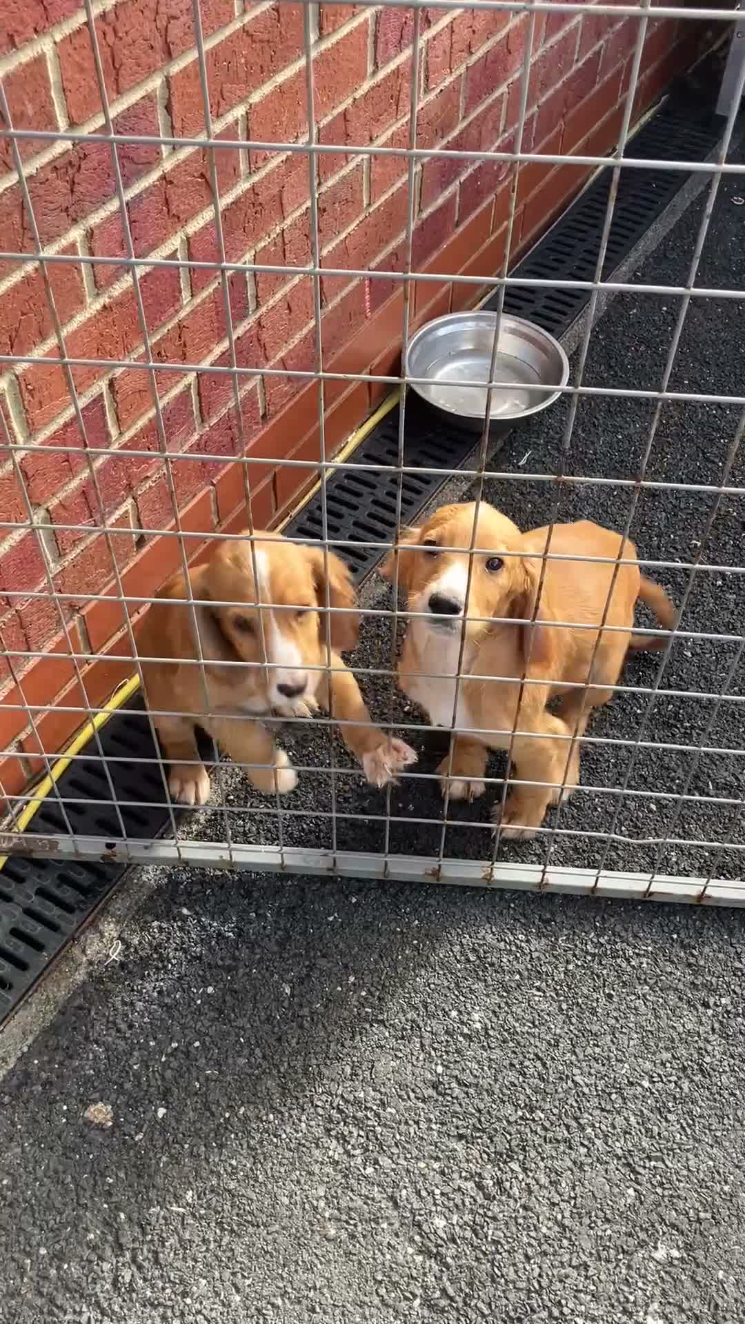 Cocker Spaniel dogs for sale: Cocker spaniel fox, red puppies, - Video 1