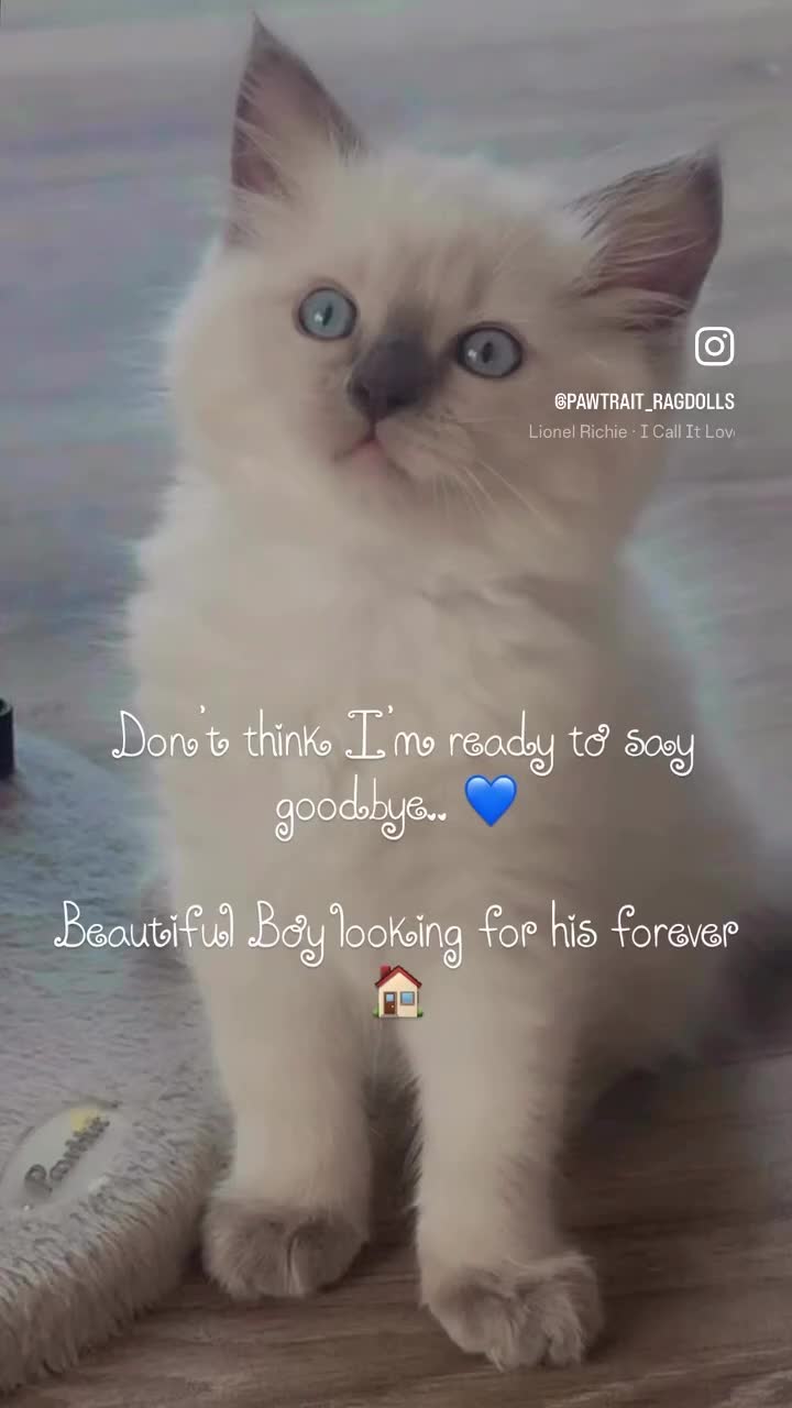 Ragdoll cats for sale: BOYS BOYS BOYS  - Video 1