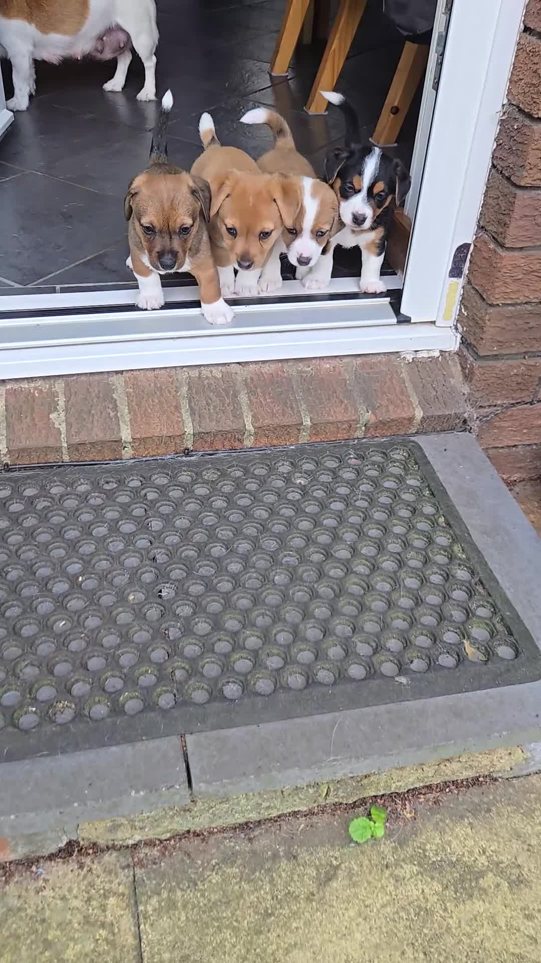 Jack Russell dogs for sale: Jack Russell  in Northampton - Video 1