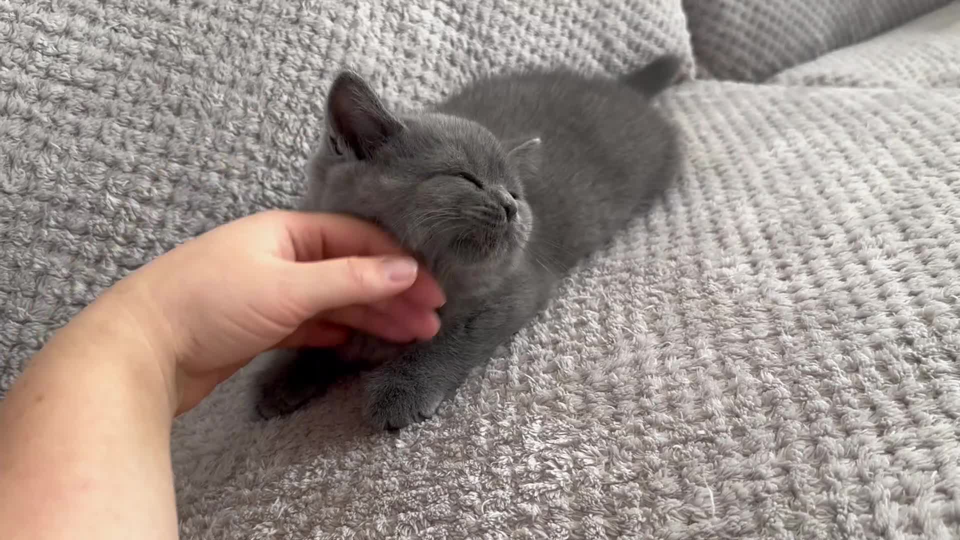British Shorthair cats for sale: SALE!!   BSH Kitten SALE!! £650 - Video 4