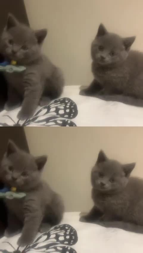 British Shorthair cats for sale: British Shorthair kittens  - Video 1