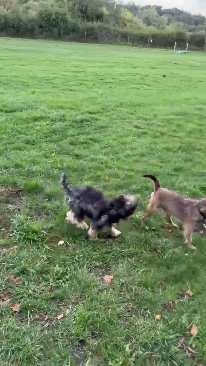 Mixed Breed dogs for adoption: FELIX – 6 MONTHS OLD, ADORABLE BOY PUPPY in Kettering - Video 3