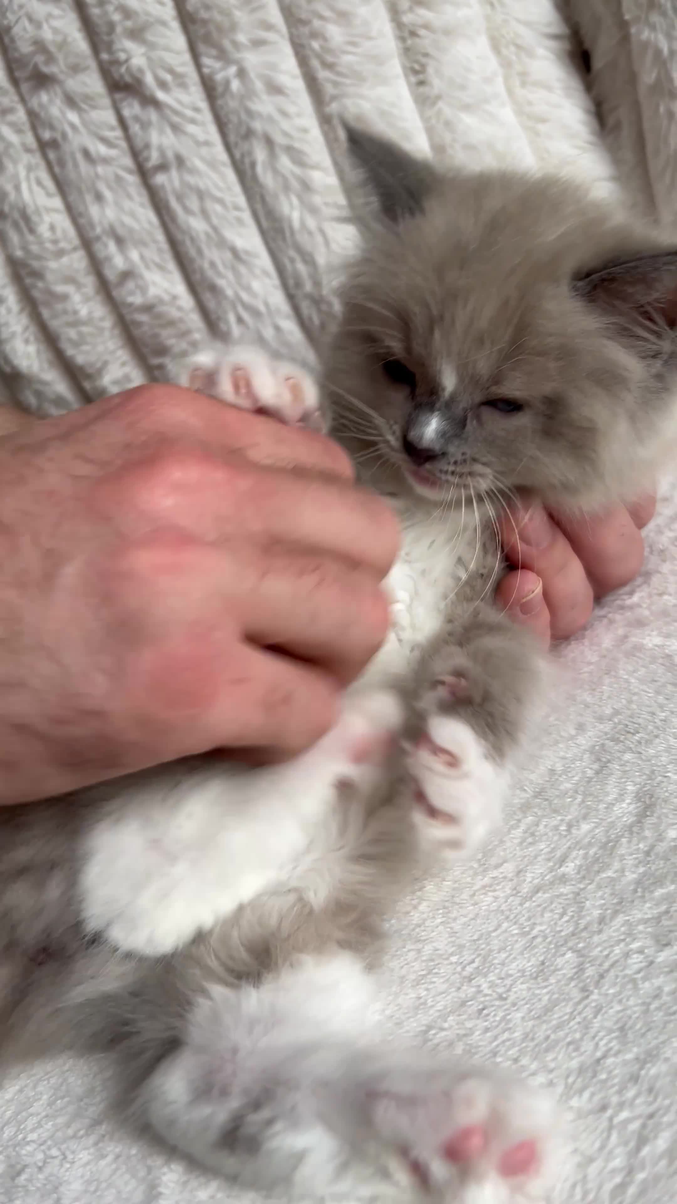 Ragdoll cats for sale: TICA REGISTERED KITTEN  - Video 2